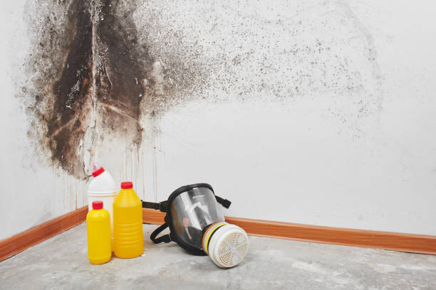 Best Mold Testing  in Columbus, NM
