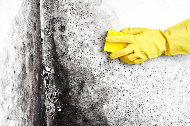 Best Home Mold Removal  in Columbus, NM