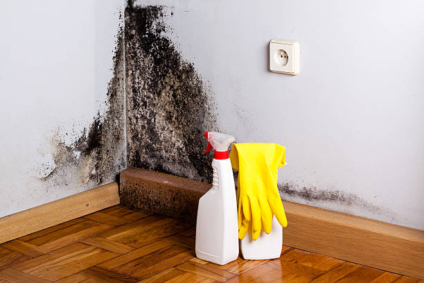 Best Mold Remediation  in Columbus, NM