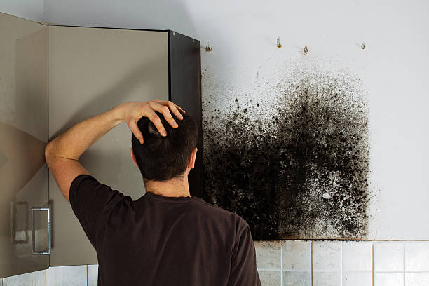 Columbus, NM Mold Removal Company