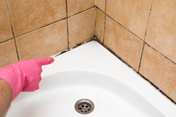 Best Mold Remediation  in Columbus, NM